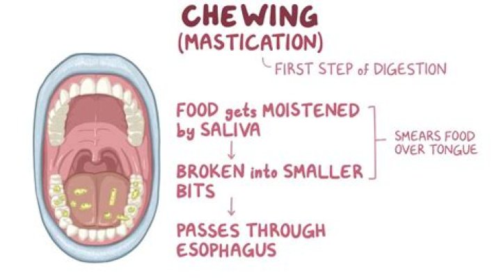 What happens when you chew a gum?