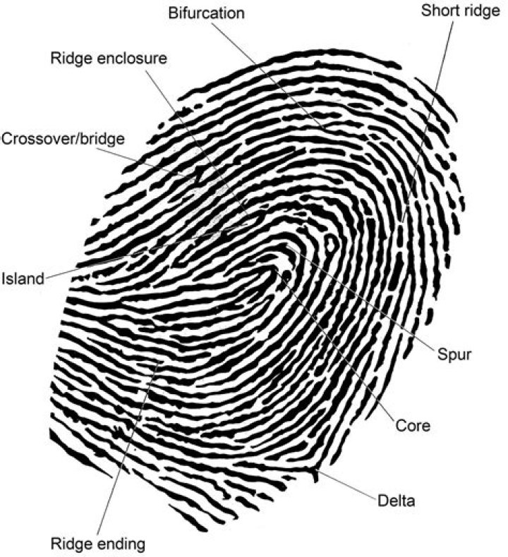 What happens when you get fingerprinted?
