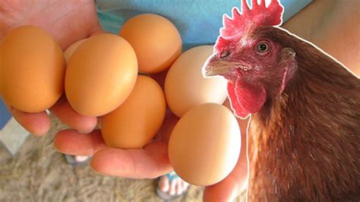 What helps chickens produce more eggs?