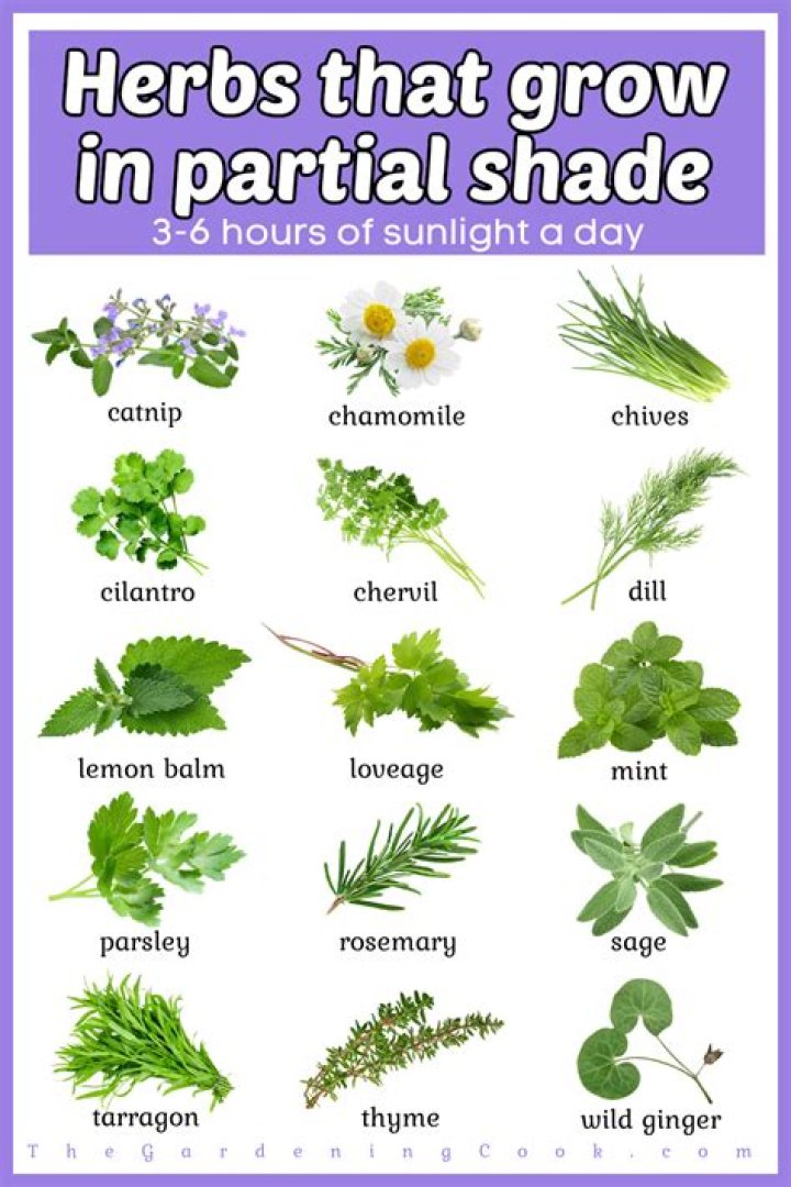 What herbs will grow in shade?