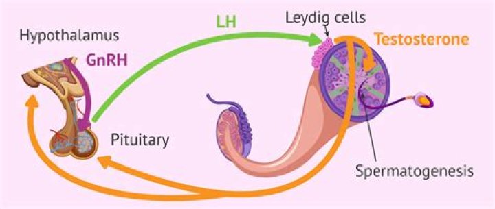 What hormone is produced by the embryo?
