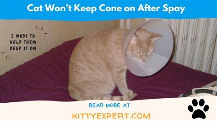 What if my cat won't wear a cone?