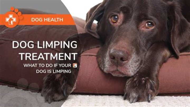 What if your dog started limping?