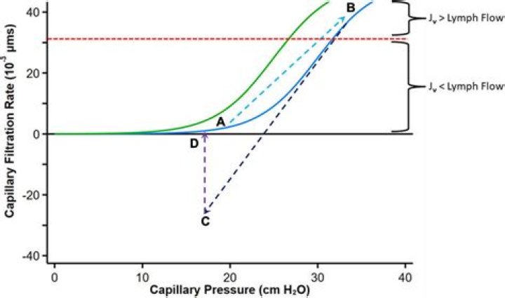 What increases capillary filtration rate?
