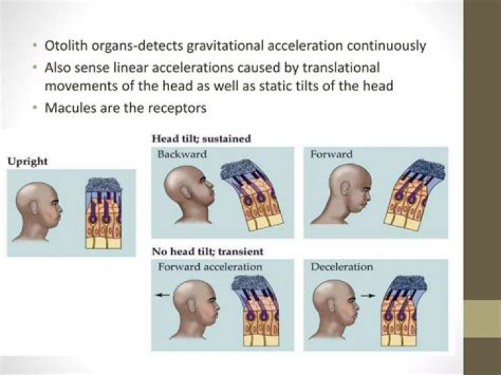 What inner ear structure detects acceleration and deceleration movements of the head?