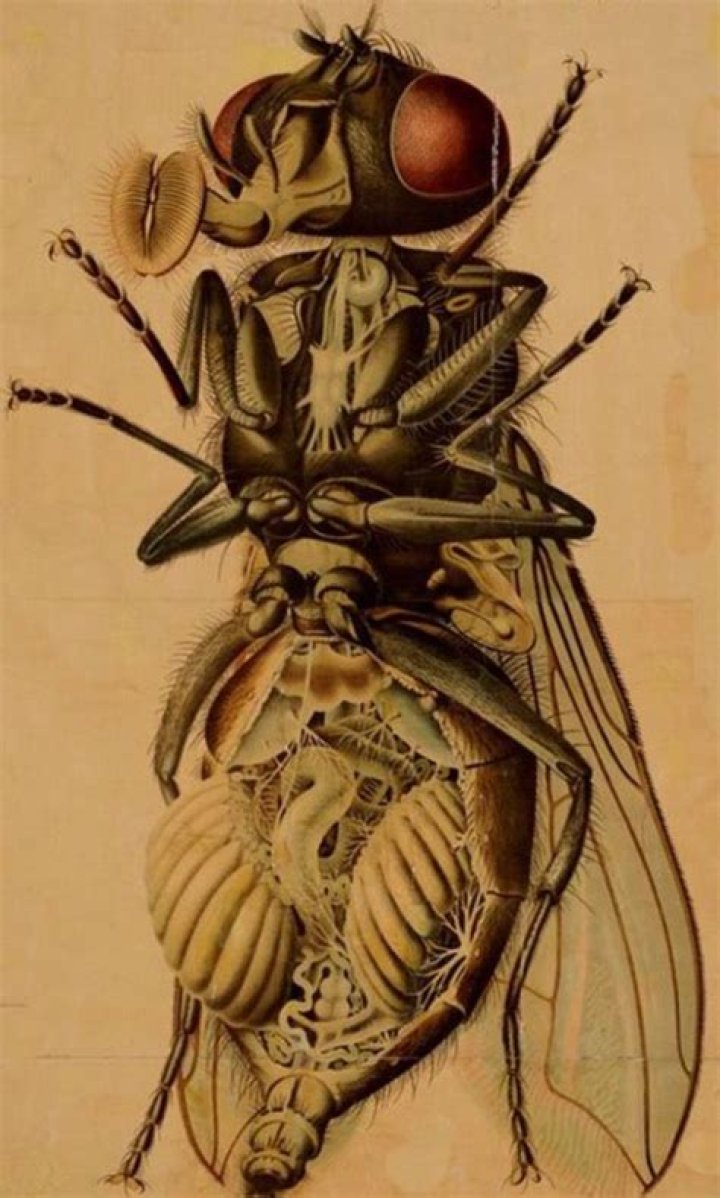 What insect represents death?