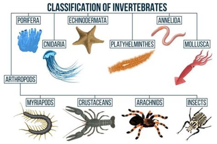 What invertebrate group is a squid?