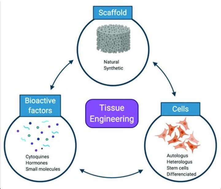 What is a biological scaffold?