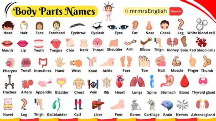 What is a body part with 5 letters?