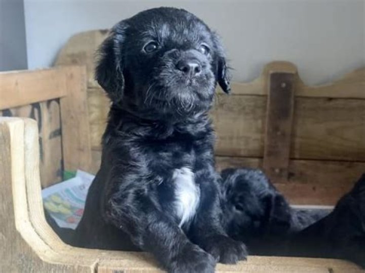 What is a Borderpoo?