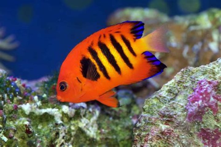 What is a colorful fish?