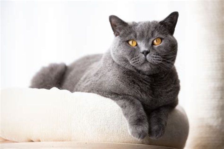 What is a Colourpoint British Shorthair?