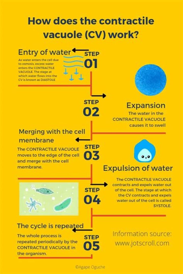 What is a contractile vacuole and its function?
