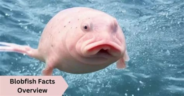 What is a dangerous ocean blob?