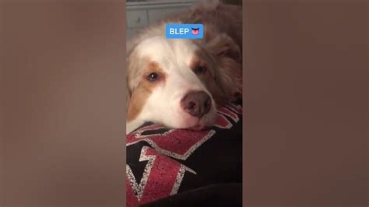What is a dog BLEP?