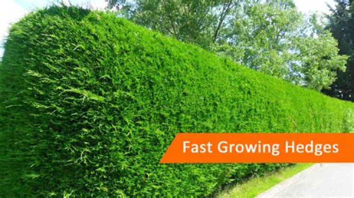 What is a fast growing tall hedge?