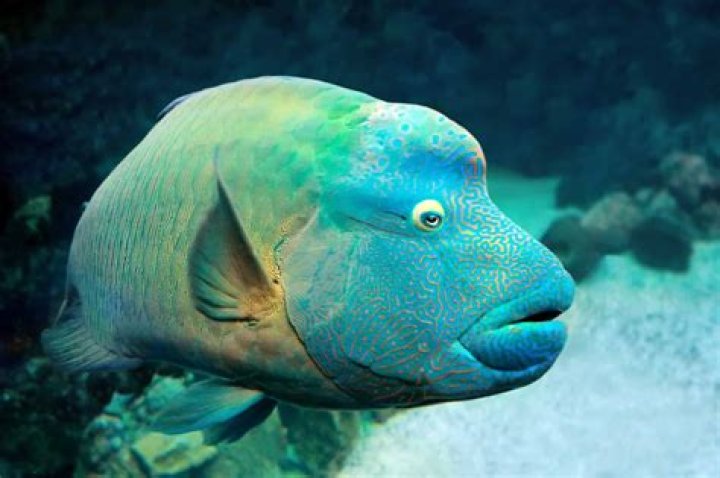 What is a fish with one eye?