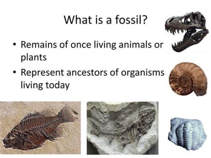 What is a fossil simple definition?