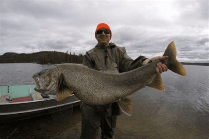 What is a good size lake trout?