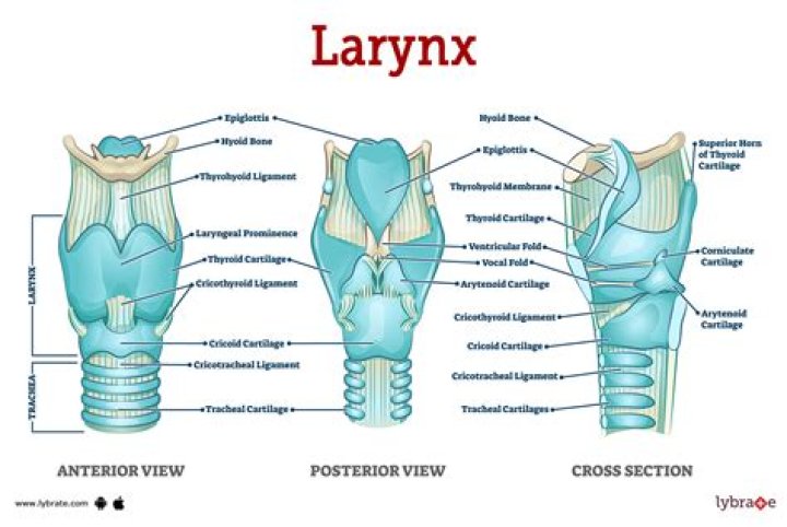 What is a high larynx?