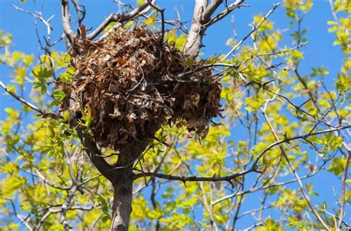 What is a high nest called?