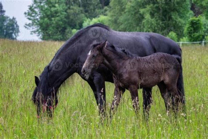What is a horse's closest relative?