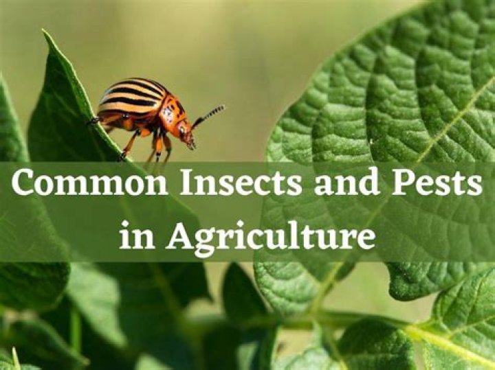 What is a insect pest?