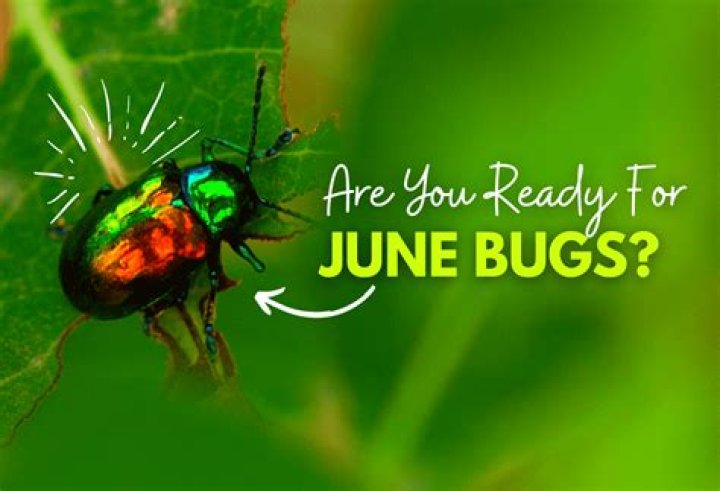What is a June bugs purpose in life?