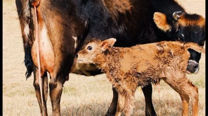 What is a male calf called?