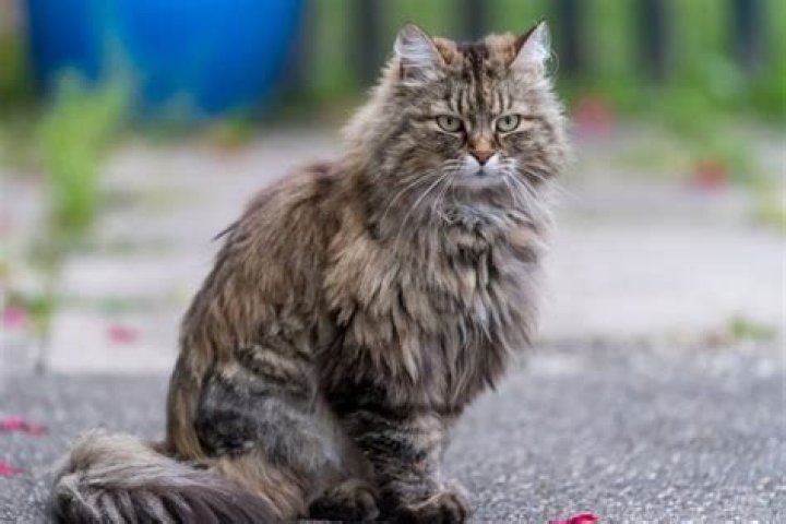 What is a medium hair cat?