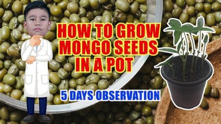 What is a Monggo seed?