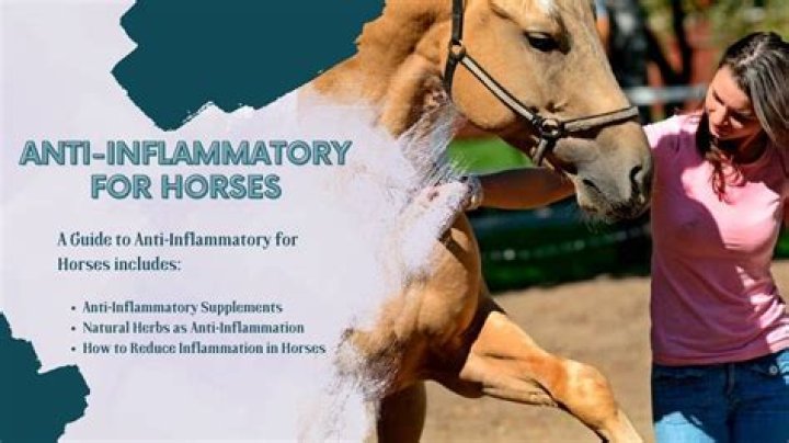 What is a natural anti-inflammatory for horses?
