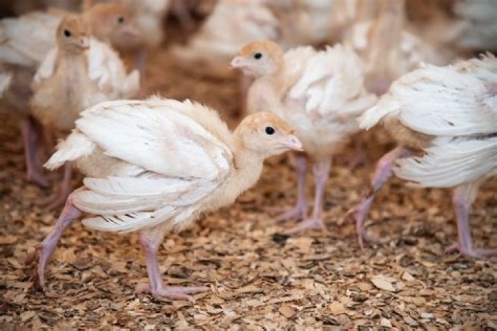 What is a poult animal?