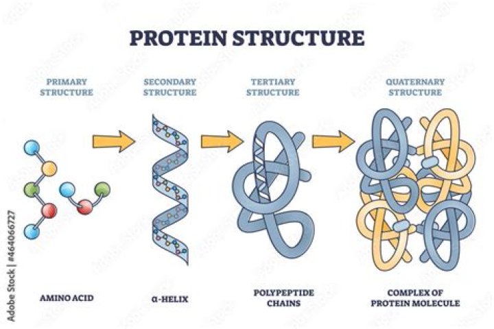 What is a protein molecule made of?
