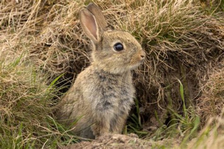 What is a rabbits role in the ecosystem?