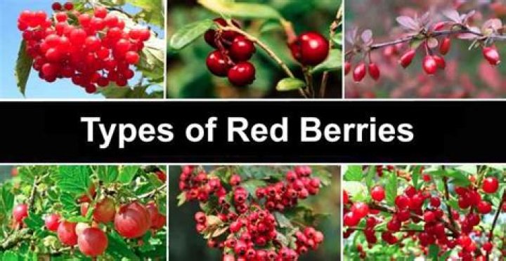 What is a redberry?