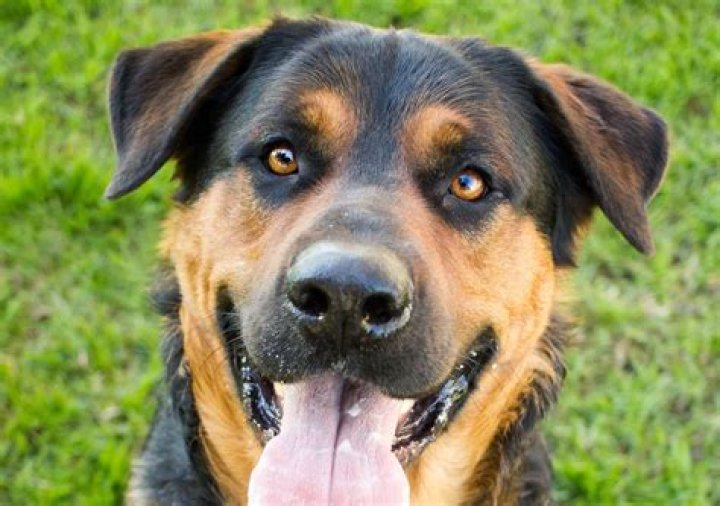 What is a Rottie mix dog?