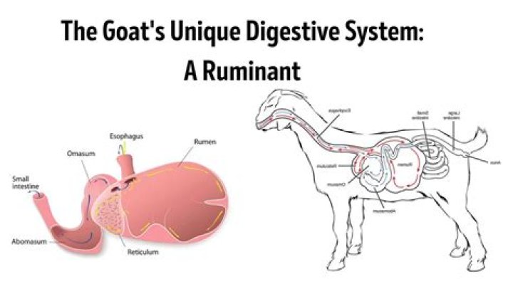 What is a rumen in a goat?