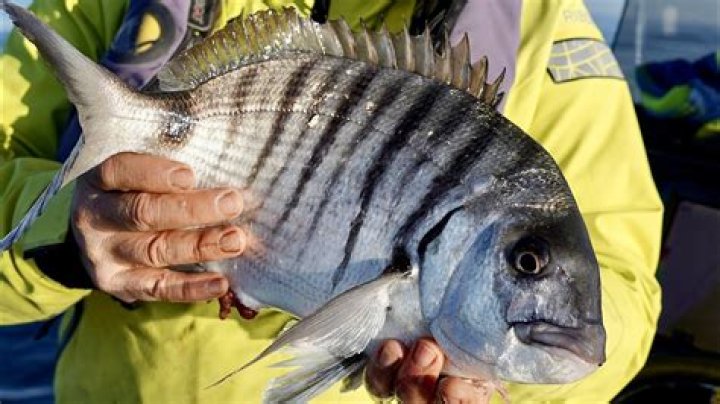 What is a Sargo?