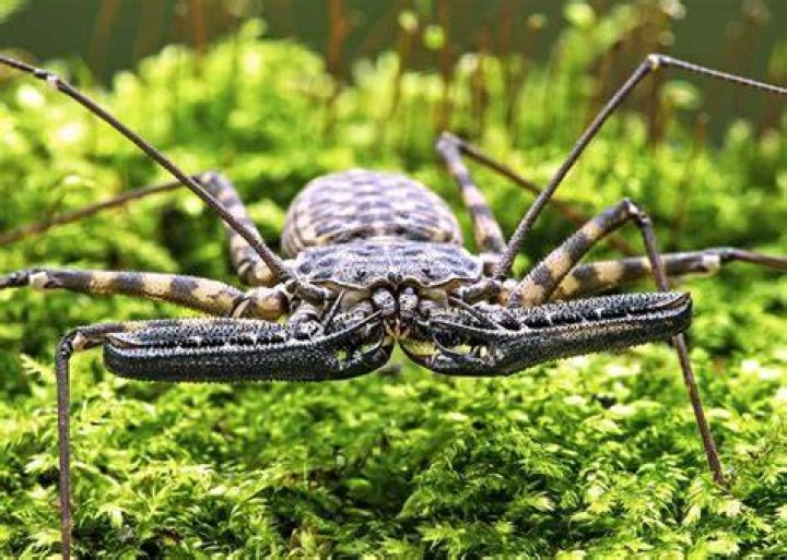 What is a scorpion whip?