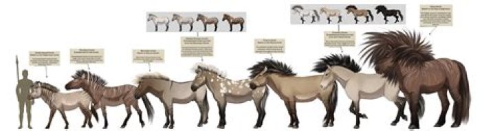 What is a Shiverer horse?