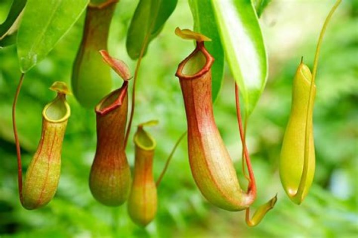 What is a small pitcher called?