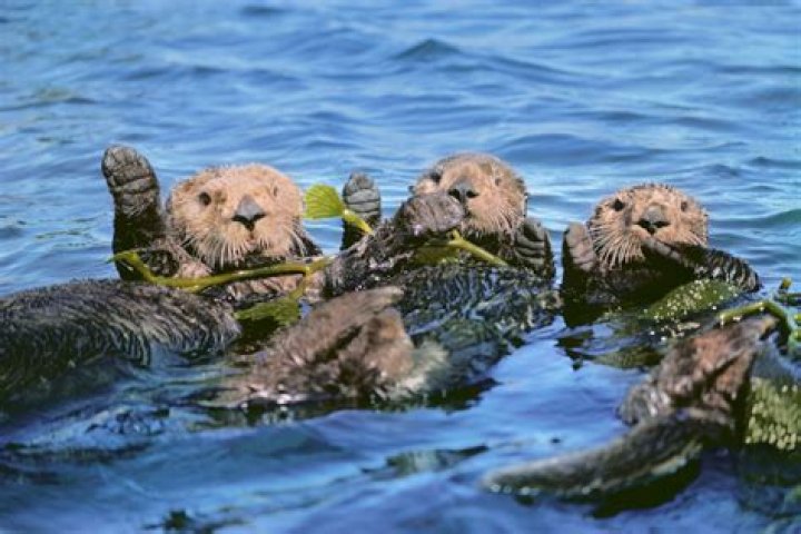 What is a Southern sea otters habitat?