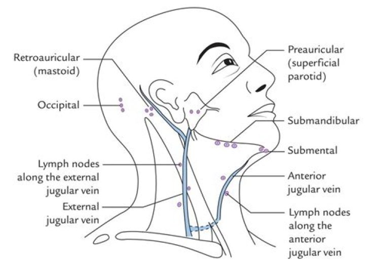 What is a superficial lymph node?
