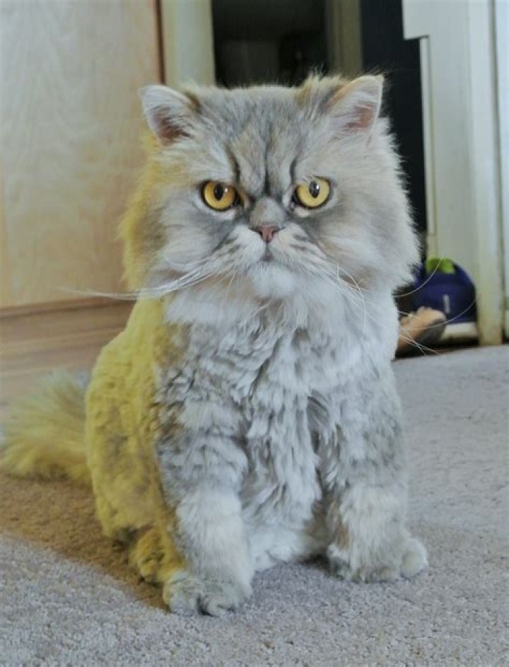 What is a teddy cat?