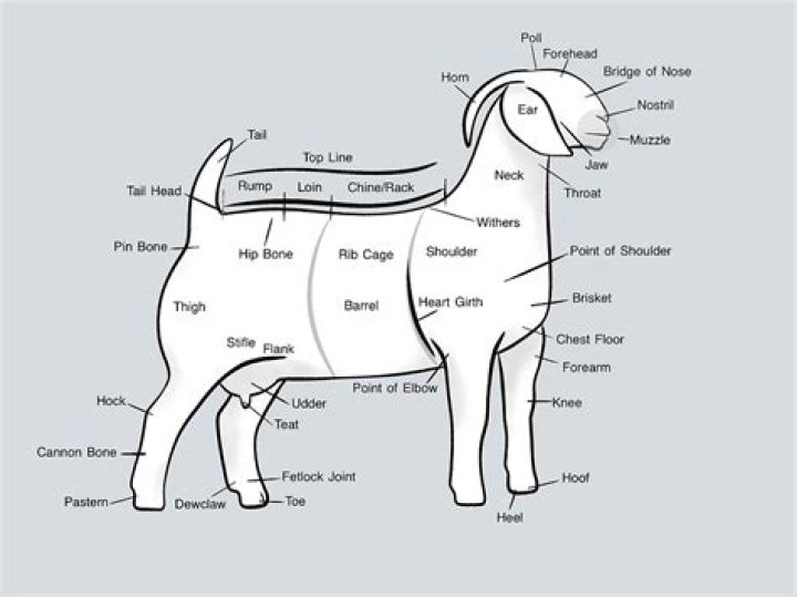 What is a temporary method of identification for goats?