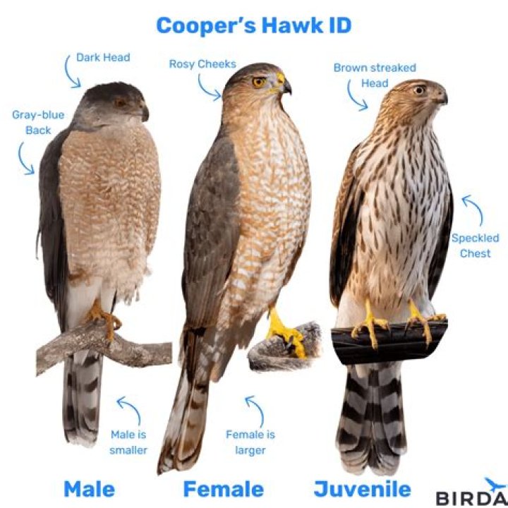 What is a true hawk?
