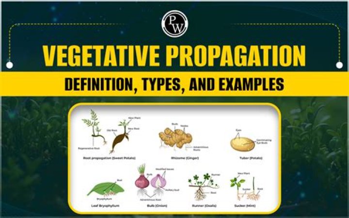 What is a vegetative phase in plants?