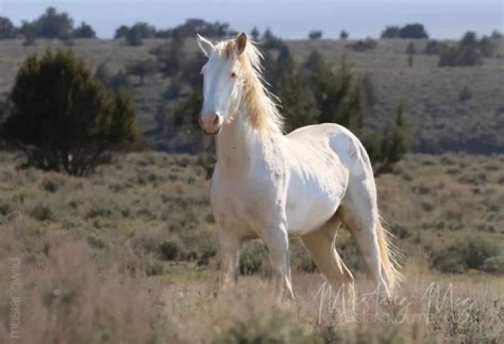 What is a white horse?