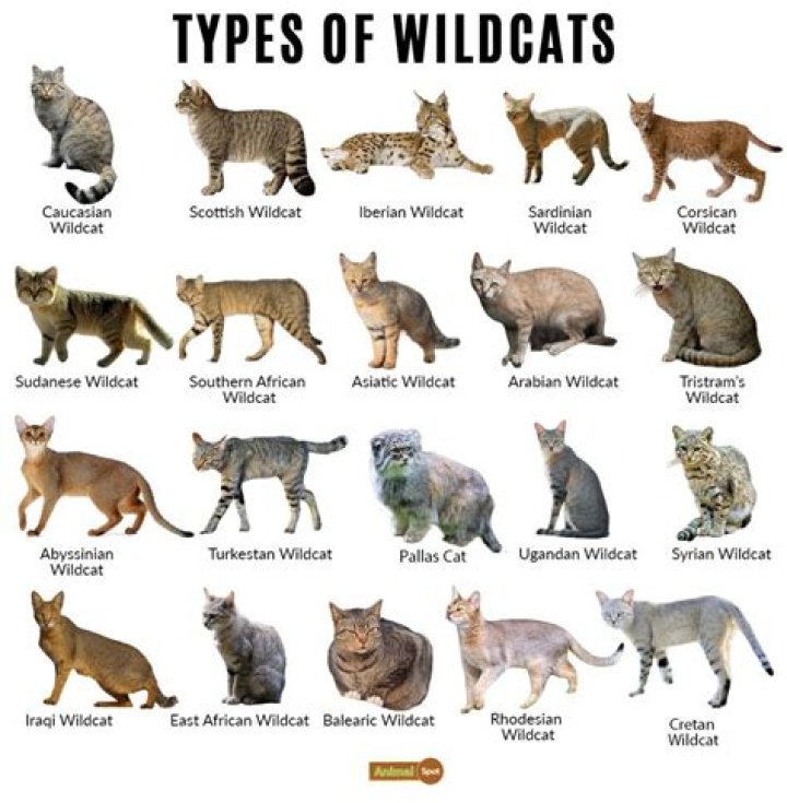 What is a Wildcat?